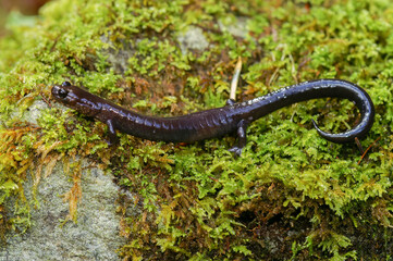 Closeup on a black adult of the endangered Del Norte salamander, Plethodon elongatus sitting on the ground in North California