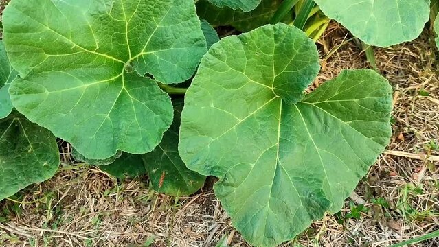 Selective focus on some Bottle gourd leaves moving in the wind with a blurred background. Lagenaria siceraria, labu air, labu sayur or Calabash