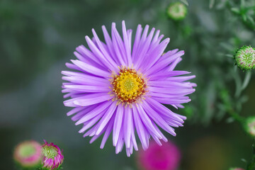 Symphyotrichum novi-belgii, delicate and beautiful garden flower. - 687572660