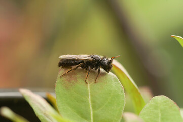 Naklejka premium Closeup on a dark black Shaggy solitary bee, Panurgus calcaratus, sitting on a green leaf