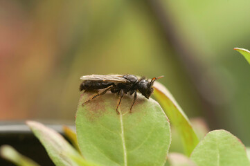 Closeup on a dark black Shaggy solitary bee, Panurgus calcaratus, sitting on a green leaf