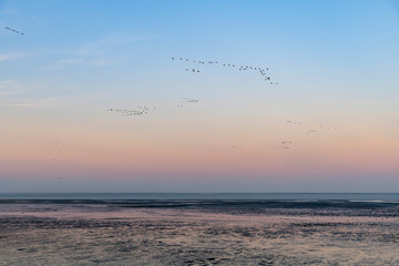 Sunset view over mudflats on the island of Texel in the Netherlands during low tide with flocks of...