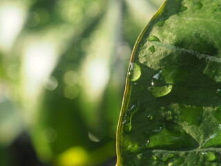 colocasia plants Pharoh mass and water drop on green leafe 