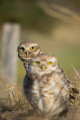 pareja de animales en su fauna cerca del nido 
aves en su fauna 