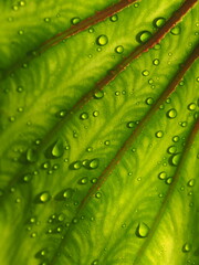colocasia plants Pharoh mass and water drop on green leafe 