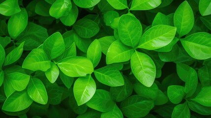 Closeup of natural green leaf in garden
