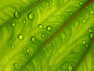 colocasia plants Pharoh mass and water drop on green leafe 