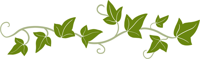 ivy vine illustration