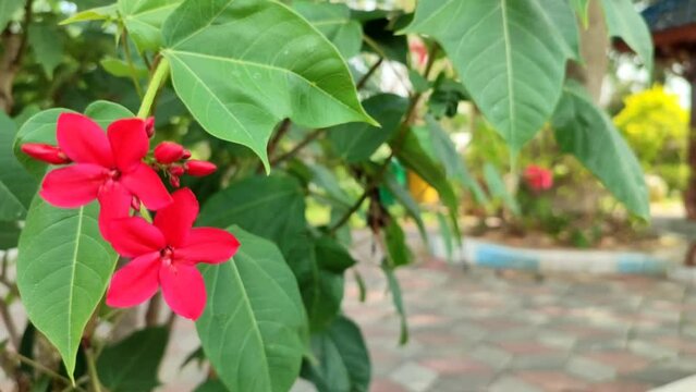 Red flowers of Peregrina&nbsp;moving in the wind in the garden.  Jatropha integerrima or spicy jatropha
