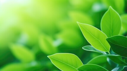 Closeup of natural green leaf in garden