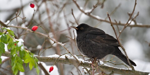 Song bird turdus merula aka eurasian blackbird is searching for food in winter. The most common...