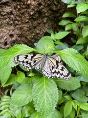 オオゴマダラ蝶