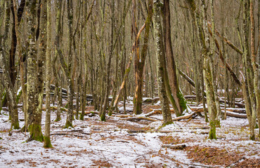 Winter landscape in the forest. Trees, snow and leaves.