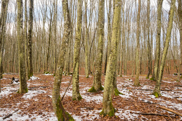 Trees, snow and leaves. Winter landscape in the forest. 