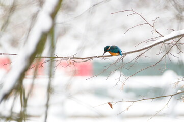 Alcedo atthis aka eurasian kingfisher is fishing in his habitat on the bank of the river. Lovely shiny blue bird. The most beautiful bird in Czech republic nature.