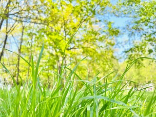 よくある草むら