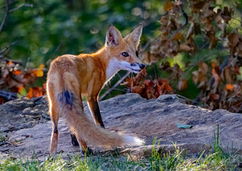 Male Red Fox in Autumn