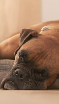 Lazy Boxer dog resting on pet bed at home
