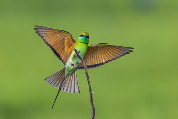 Fototapeta na wymiar Green Bee-eater Bird in Flight and Landing