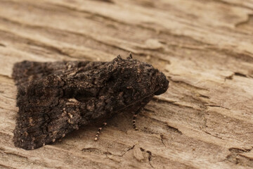 Closeup on the dark Sorcered Owlet moth, Aedia leucomelas sitting on wood