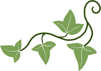 ivy vine illustration