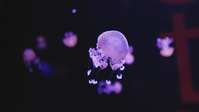 Jellyfish Cyaneidae swimming underwater glowing and moving pattern. Marine wildlife floating in groups.