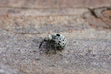 Closeup on a small grey European weevil, Cionus griseopubens sitting onwood