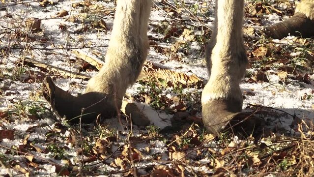  donkey's legs with untrimmed hooves in winter