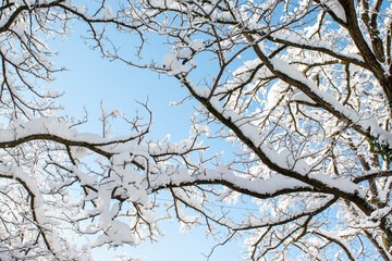 Obraz premium Winter Background with Branches in Snow and Ice Against the Blue Sky in Munich