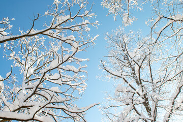 Winter Background with Branches in Snow and Ice Against the Blue Sky in Munich