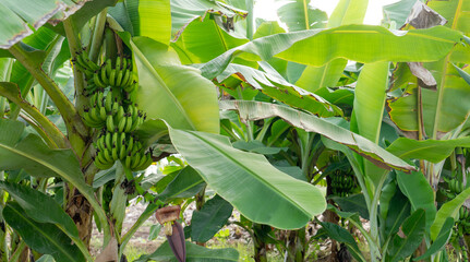 young raw green banana at a Banana plantation in salalah Oman.
