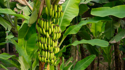 young raw green banana at a Banana plantation in salalah Oman. - obrazy, fototapety, plakaty