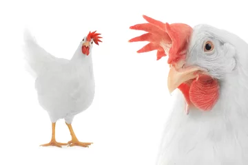 Kissenbezug chicken isolated on white background © fotomaster