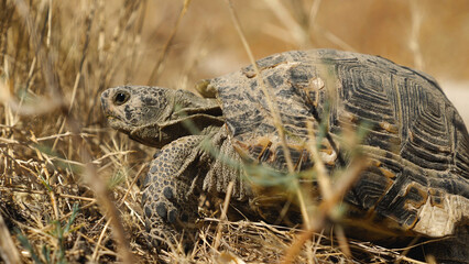 Close up of a large land tortoise lying on dry yellow grass. Summer, sunny day. Side view.