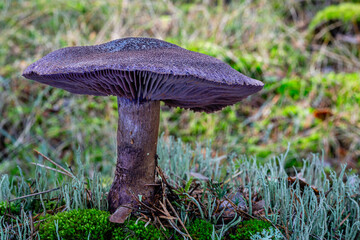 Cortinarius violaceus. Violet webcap mushroom or Violet Cortinarium on moss and lichens. © LFRabanedo