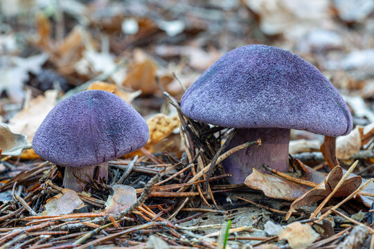 Cortinarius violaceus. Violet webcap Mushroom or Violet Cortinarium in oak and pine forest.
