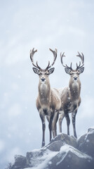Two deer stand on the top of a rock with snow around them.
