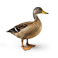 Graceful drake in flight. Colorful waterfowl soaring against. Majestic goose. Lone wild bird standing proudly isolated on studio white background