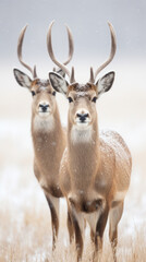 Two deer pose together in a field in the snow.