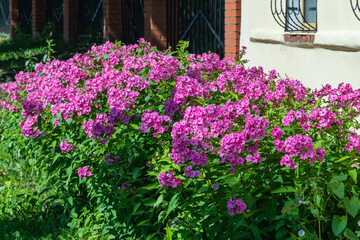 Bright bushes of paniculate phlox in a flowerbed under the house.