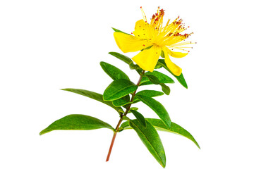 St. John's wort Hypericum perforatum isolated on white background