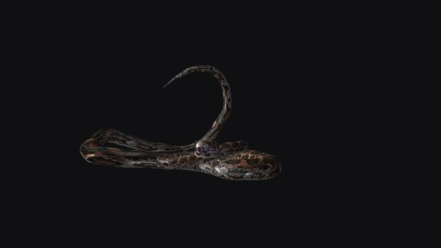 Brown Snake on Ground - Close nonvenomous serpent, aggressively wriggling on a ground floor. Realistic 3D animation loop isolated on transparent background with alpha channel.