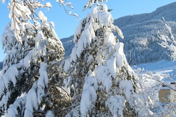 Ein Winterwunderland: Eine Landschaft mit tiefem Schnee, verschneiten Tannen und Bäumen. Allgäuer...