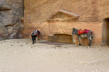 Animals in Petra UNESCO site in Jordan - 687594083