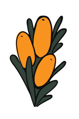 Sea buckthorn branch with  fruits and leaves. Hand drawn illustration of sea-buckthorn. Botanical vector graphic. 