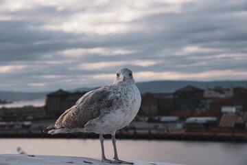 Bird Gull