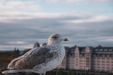 Bird Gull