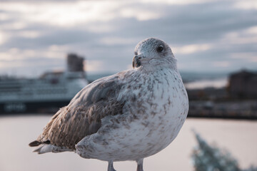 Bird Gull