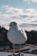 Obraz premium Bird Gull