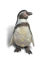 penguin isolated on white background. This has clipping path.